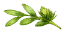 hero small leaf (1)